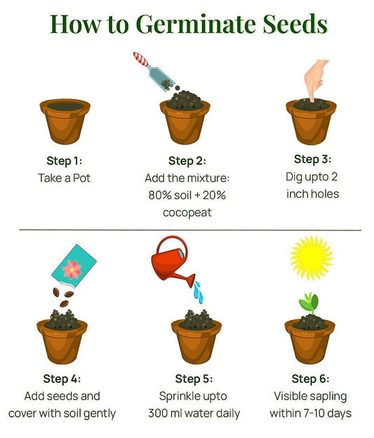 Elegant Climbing Rose Flower Seeds